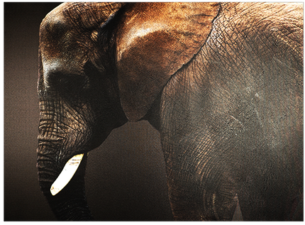 Canvas schilderij 'Dark Elephant'
