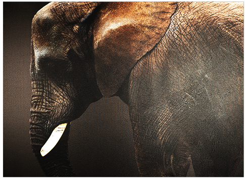 Canvas schilderij 'Dark Elephant'