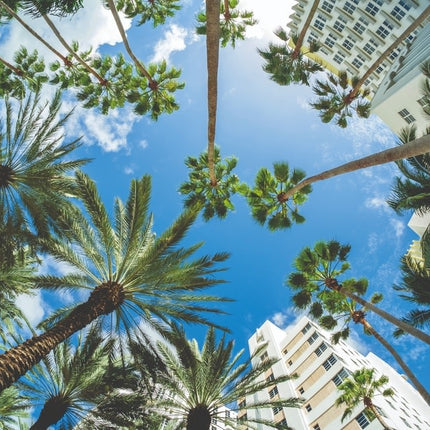 Aluart kunstwerk 'Palm Trees'