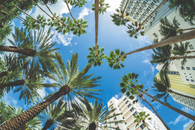 Aluart kunstwerk 'Palm Trees'