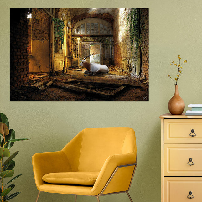 'Goat in abandoned building'