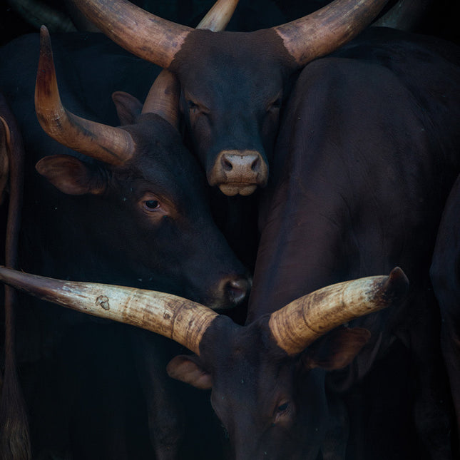 Aluart schilderij 'Watusi Family'