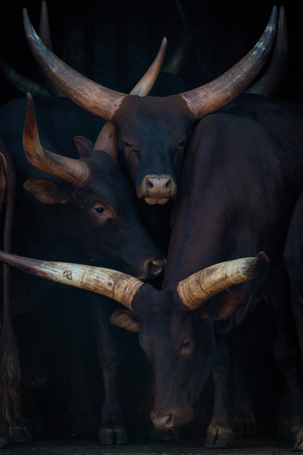 Schilderij 'Watusi Family'