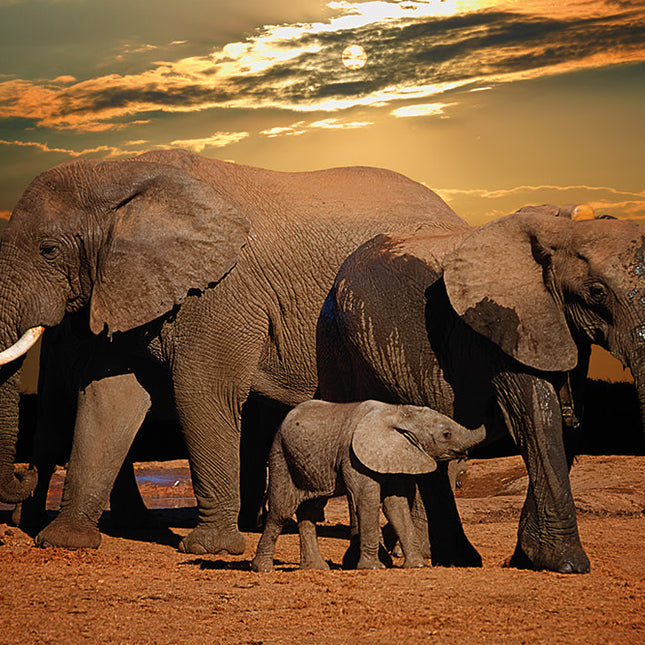 Aluart schilderij 'Elephant Family'