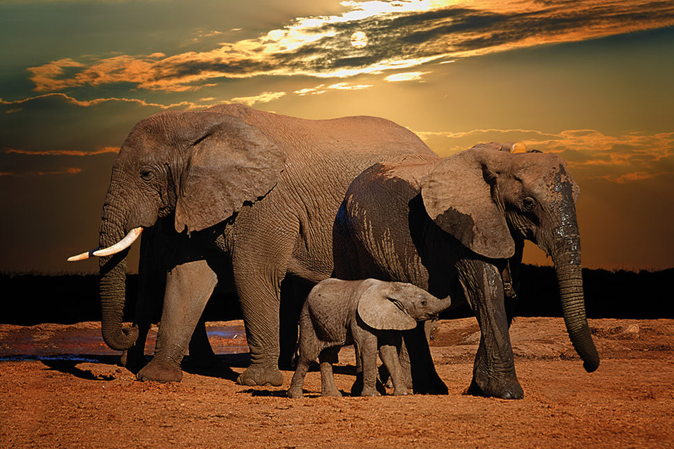 Schilderij 'Elephant Family'