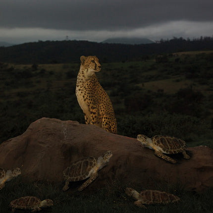 Aluart schilderij 'Cheetah met schildpadden'
