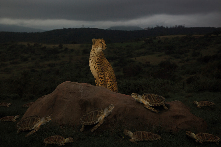 Schilderij 'Cheetah met schildpadden'