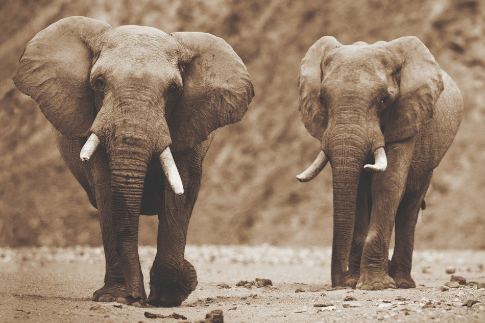 Schilderij 'Afrikaanse olifanten'