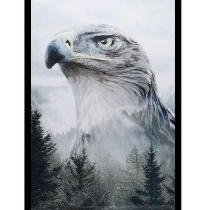 Ingelijste poster 'De havik'
