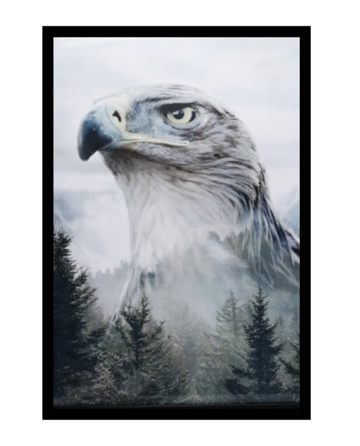 Ingelijste poster 'De havik'