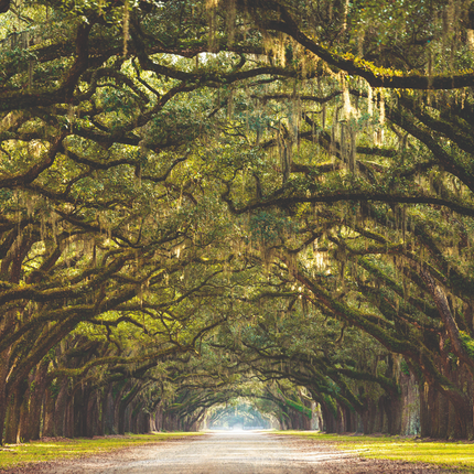 Aluart schilderij 'Wormsloe State Historic Site'