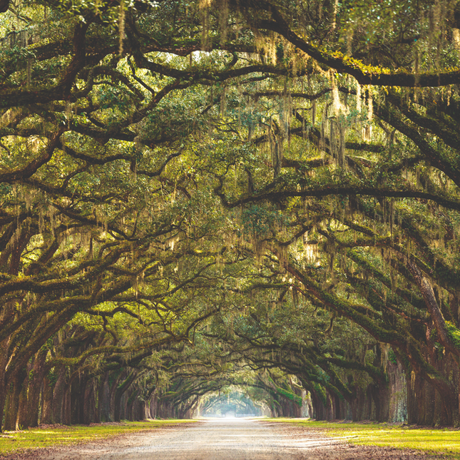 Aluart schilderij 'Wormsloe State Historic Site'