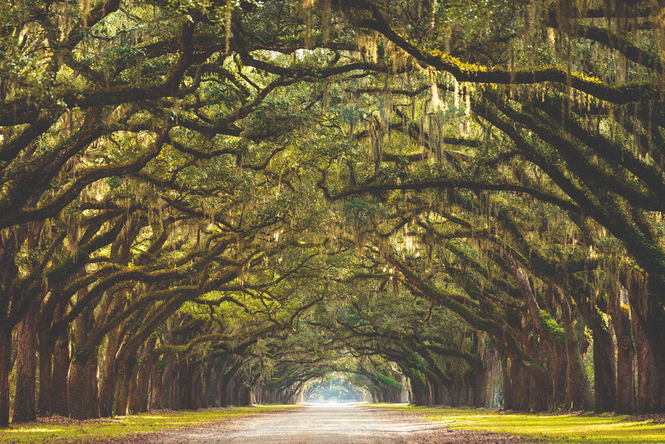 Schilderij 'Wormsloe State Historic Site'