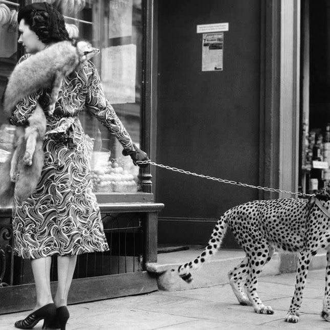 Aluart schilderij 'Woman With Cheetah'