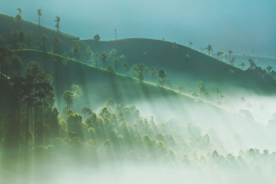Schilderij 'Landschap West-Ghats-India'