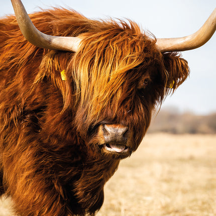 Aluart schilderij 'Highland Majesty'