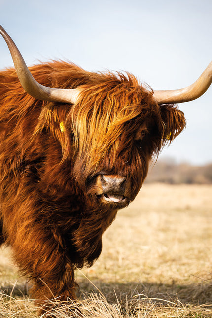 Schilderij 'Highland Majesty'