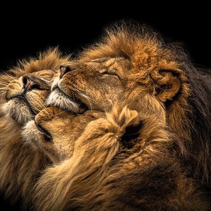 Aluart schilderij 'The Love Lions'