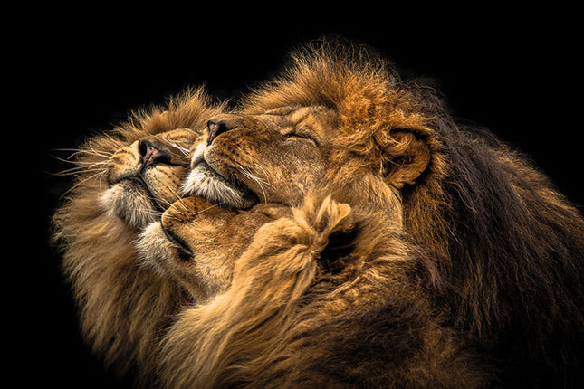 Aluart schilderij 'The Love Lions'