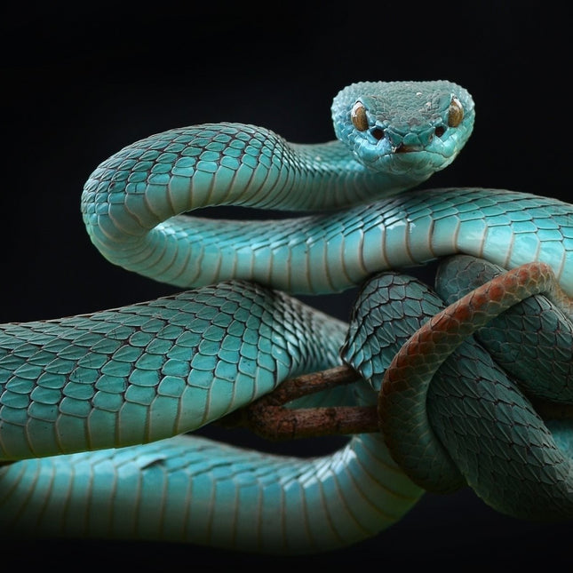 Aluart schilderij 'Trimeresurus insularis'