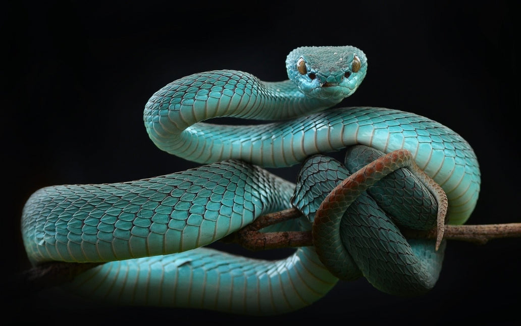 Schilderij 'Trimeresurus insularis'