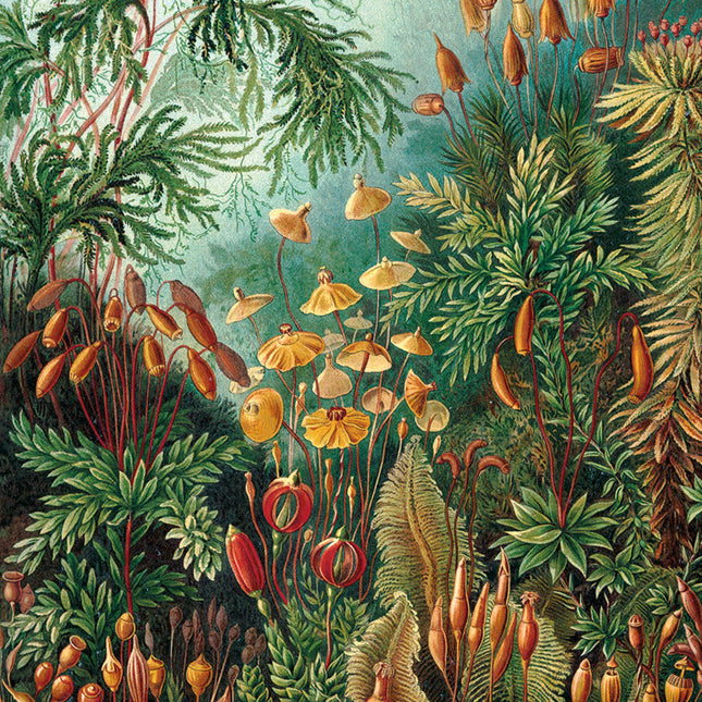 Aluart schilderij 'Muscinae Ernst Haeckel'