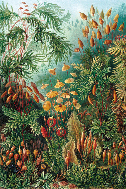 Schilderij 'Muscinae Ernst Haeckel'