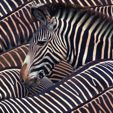 Wandkleed 'Kudde zebra's'