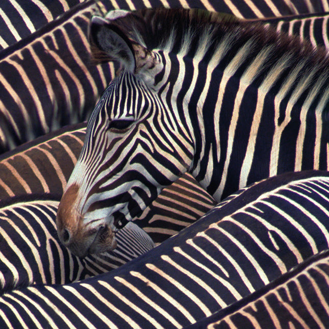 Wandkleed 'Kudde zebra's'