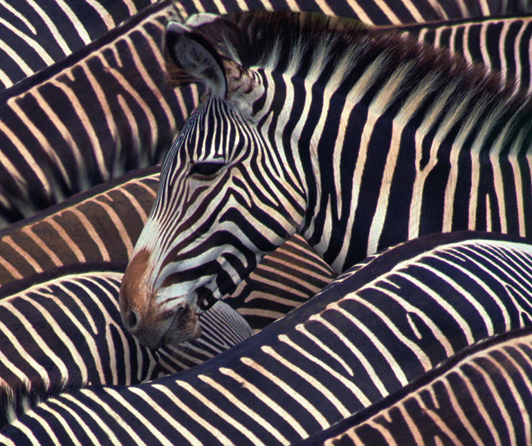 Wandkleed 'Kudde zebra's'