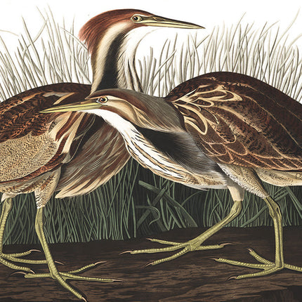 Wandkleed 'Vogels in de natuur'