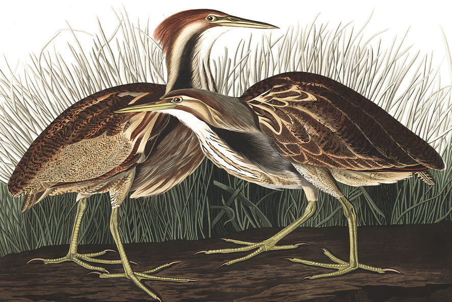 Wandkleed 'Vogels in de natuur'
