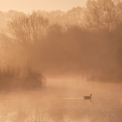 Aluart schilderij ‘Early swim’