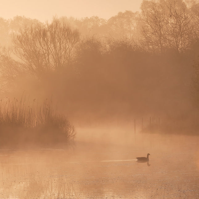 Aluart schilderij ‘Early swim’