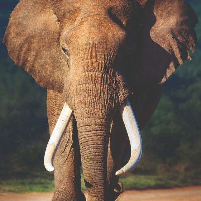 Aluart schilderij 'Afrikaanse Olifant'