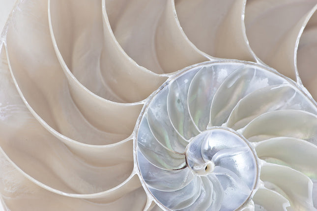 Aluart schilderij 'Half Shell Nautilus'