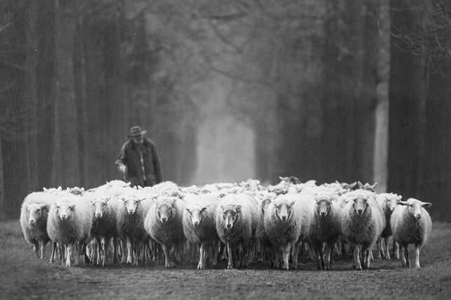 Aluart schilderij 'Kudde schapen met herder'