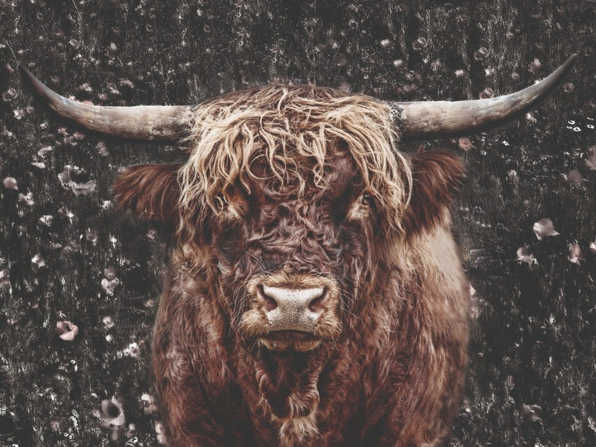 Schilderij 'Schotse Hooglander'