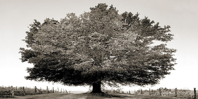 Aluart schilderij 'Tree of Life'