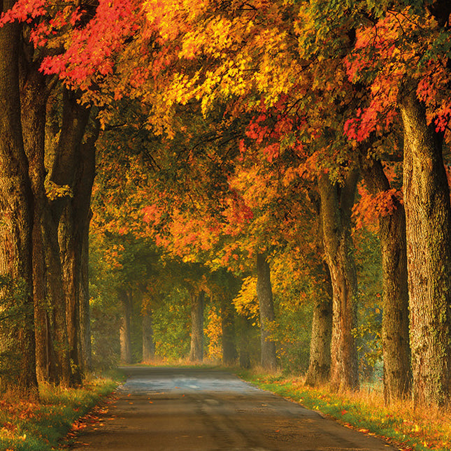Aluart schilderij 'Landweg herfst'