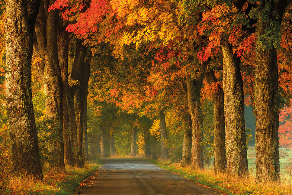 Schilderij 'Landweg herfst'