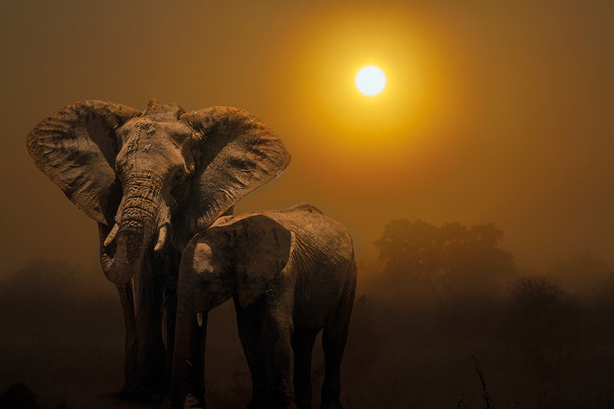 Schilderij 'Olifanten Tijdens Zonsopkomst'