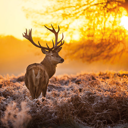 Aluart schilderij 'Deer in Morning Sun'