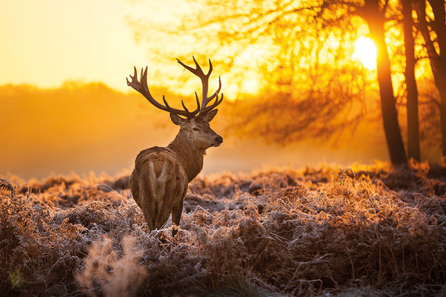 Aluart schilderij 'Deer in Morning Sun'