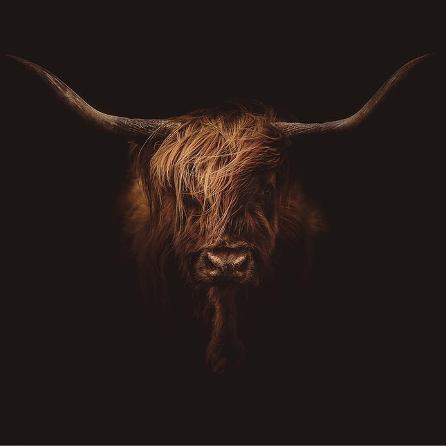 Aluart schilderij 'Schotse hooglander bad hair day'