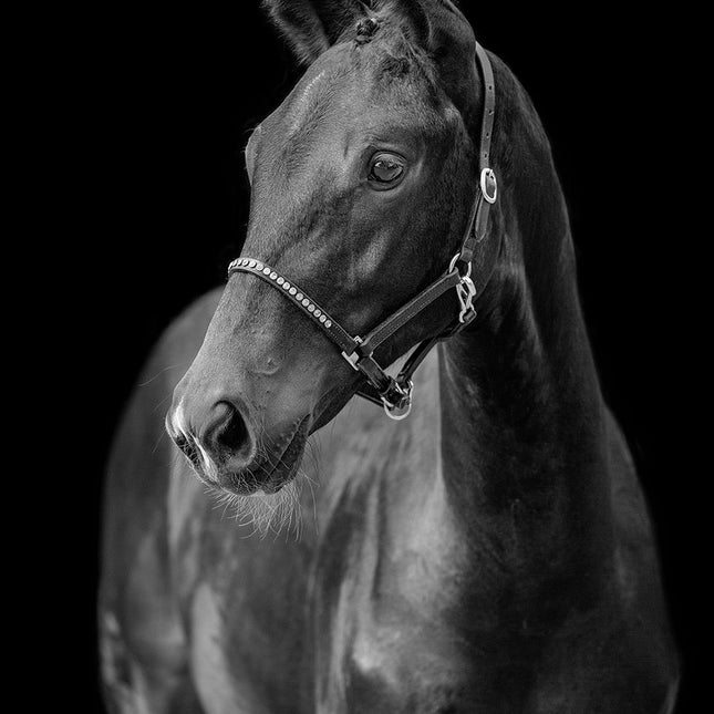 Aluart schilderij 'Black Beauty'