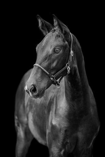 Schilderij 'Black Beauty'