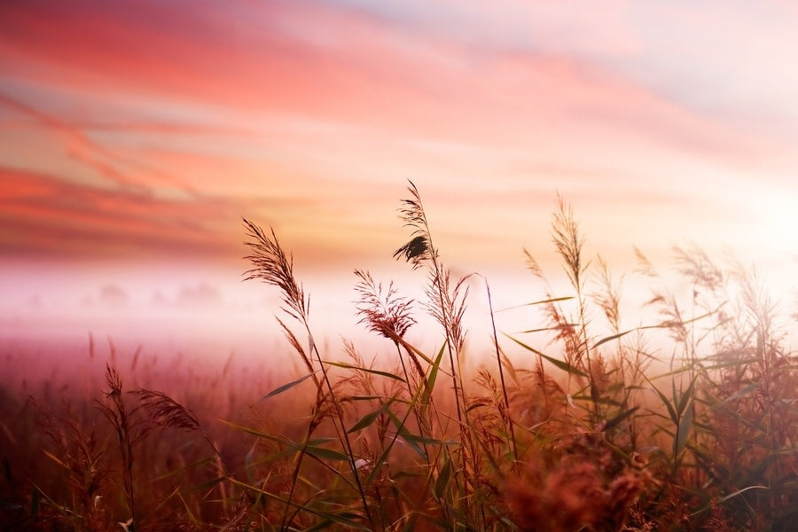 Schilderij 'De zonsondergang korenveld