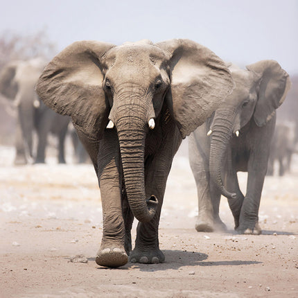 Aluart Schilderij 'Elephant Herd'