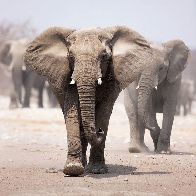 Aluart Schilderij 'Elephant Herd'